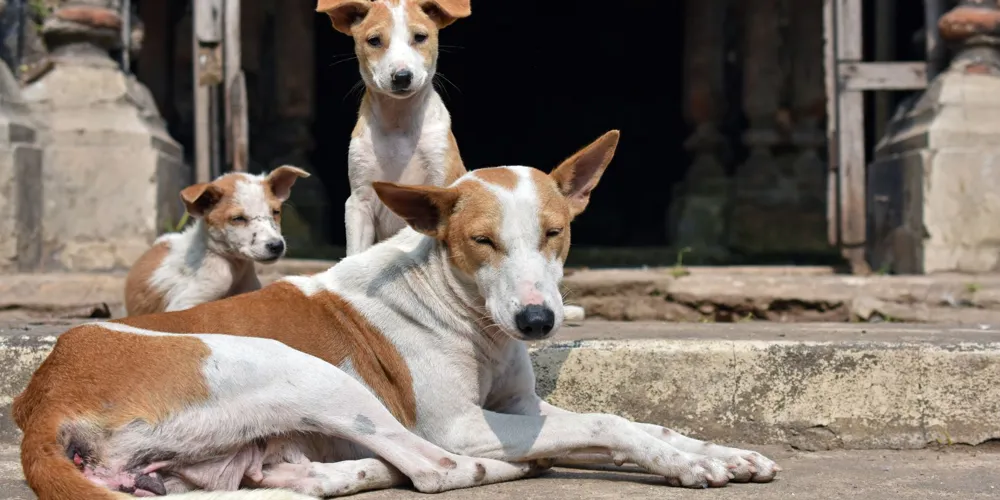 Veelgestelde vragen over hondsdolheid (rabiës)