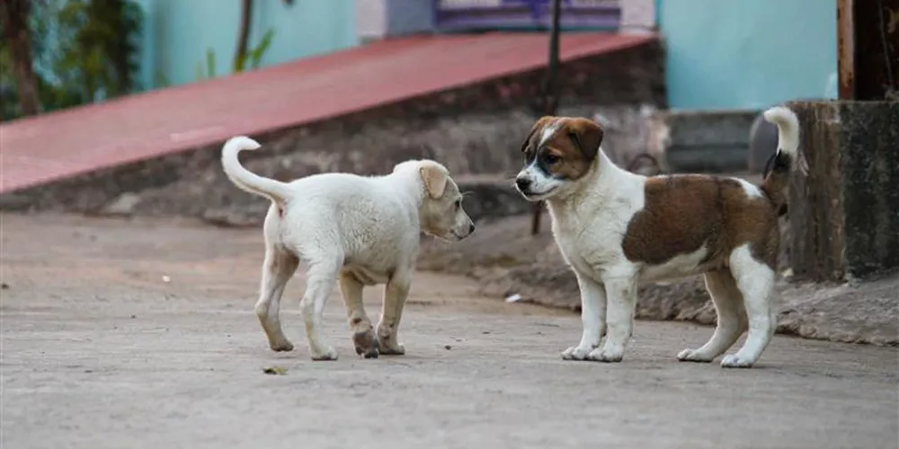 Stijging in meldingen van mogelijke rabiës zet door